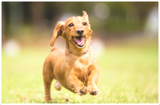走り回るワンちゃん